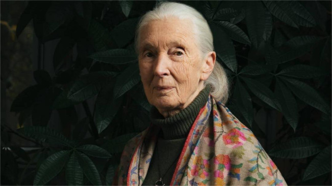 Biodata dan Agama Jane Goodall, Ahli Primata Terkenal yang Meninggal di Usia 91 Tahun